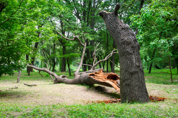 How Our Tree Care Process Works  in  Franklin Lakes, NJ