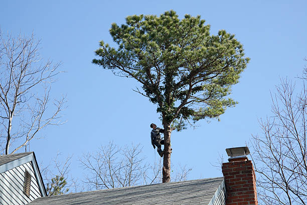 How Our Tree Care Process Works  in  Franklin Lakes, NJ